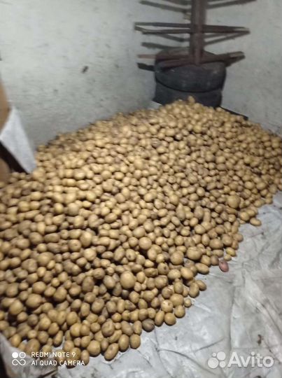 Картофель 70 ведер крупной