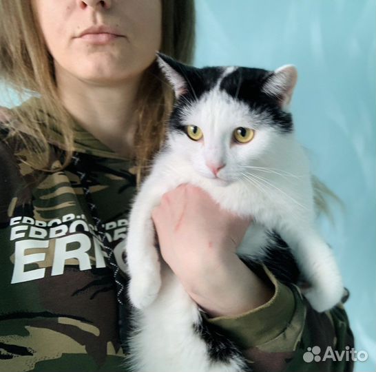 Котик Матвей ищет дом и любящих хозяев