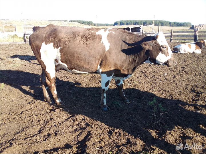 Телята, бычки, коровы