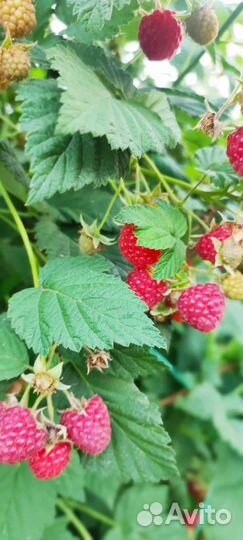 Продам малину