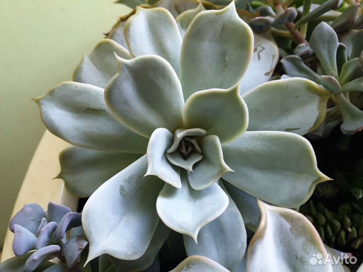 Эхеверия echeveria lilacina 12 см