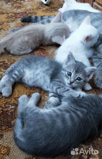 Котята в добрые руки