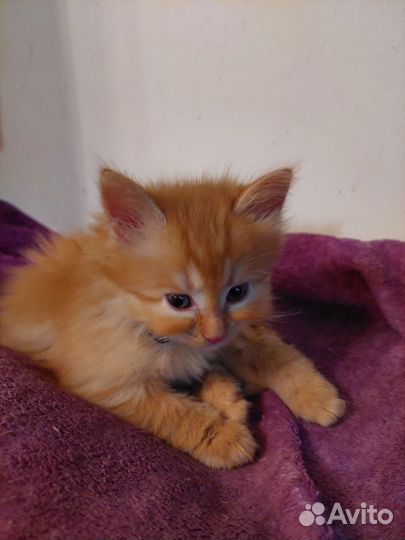 Котята ищут дом