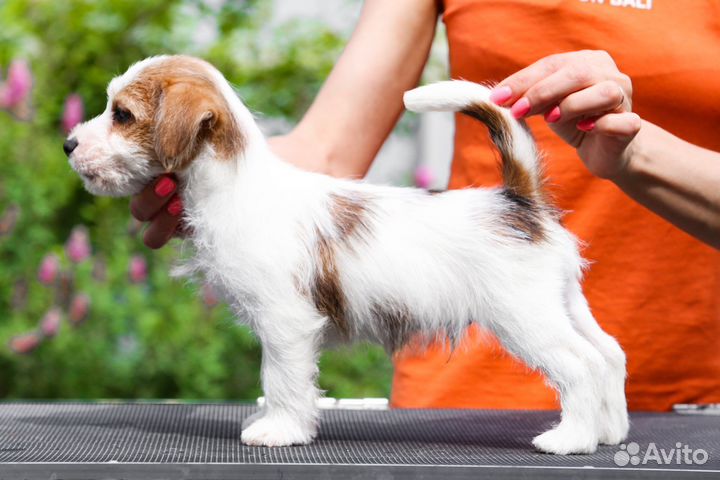 Джек рассел терьер