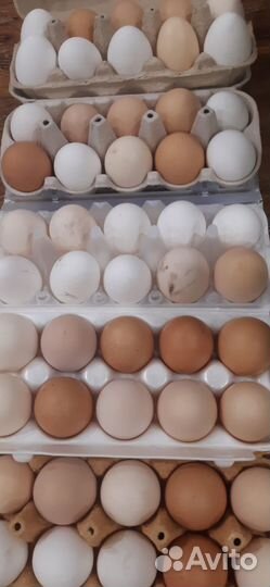 Домашние куриные яйца