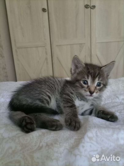 Полосатый котёнок в дар