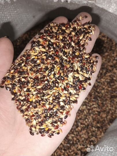 Семена люцерны сорт 