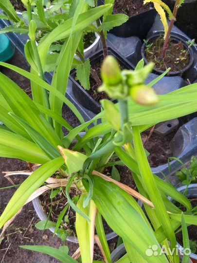 Лилейник уже с бутонами