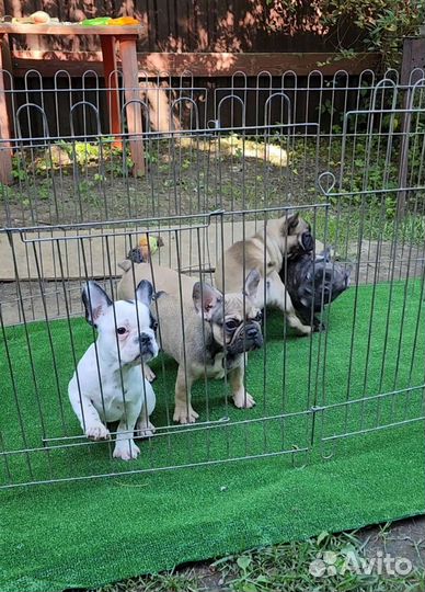 Французская банда