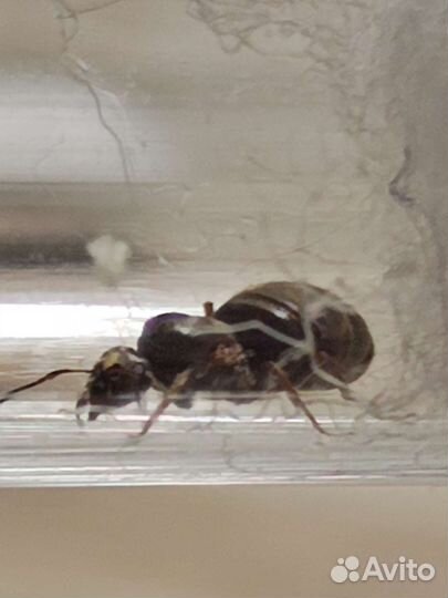 Матка муравья садового