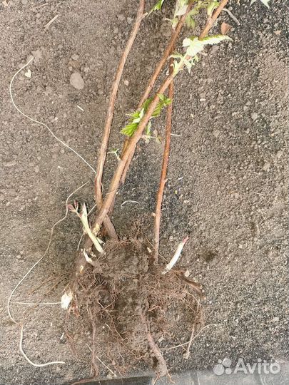 Рассада малины Полька