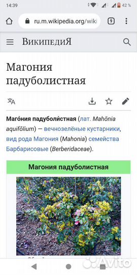 Вечнозелёный кустарник. Магония подуболистная