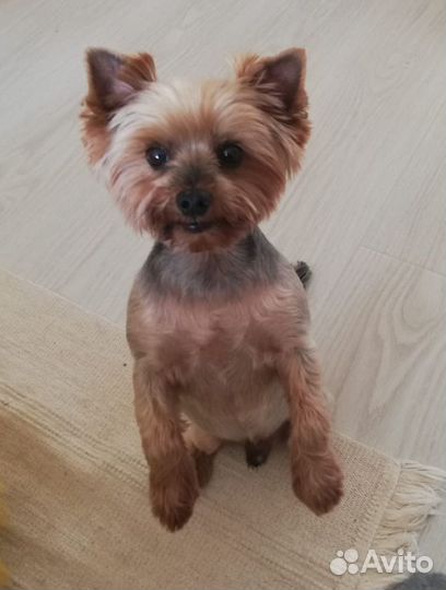 Йоркширский терьер