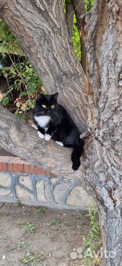 Кошечка Мика