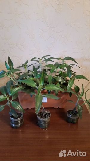 Алоэ, Каланхоэ, Золотой ус