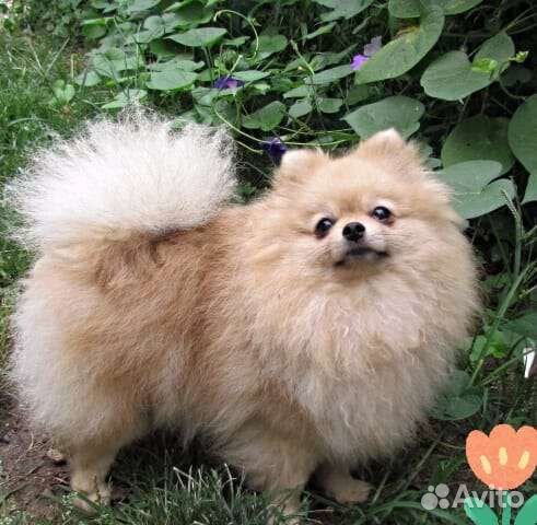 Померанский шпиц