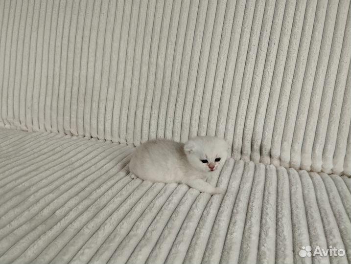 Шотландские котята.Девочки