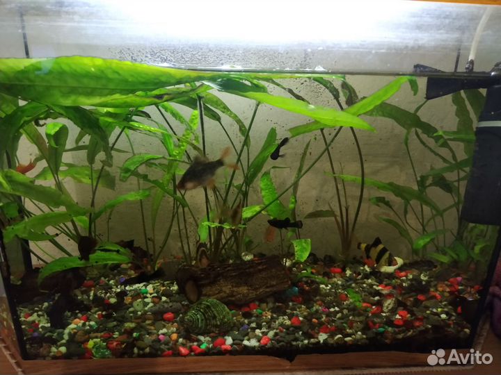Аквариум и рыбки