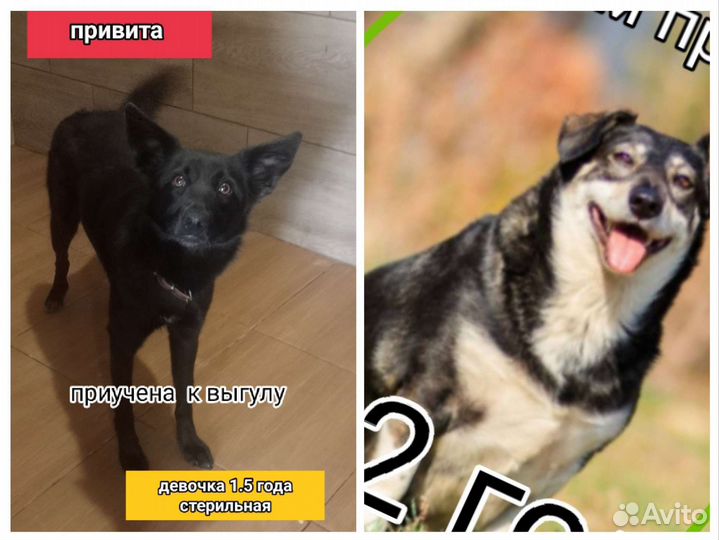 Щенки собачки