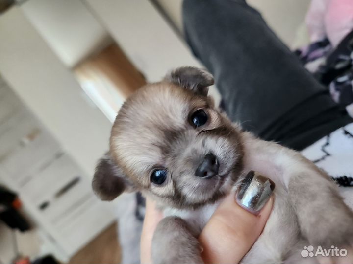 Чихуахуа мини девочка