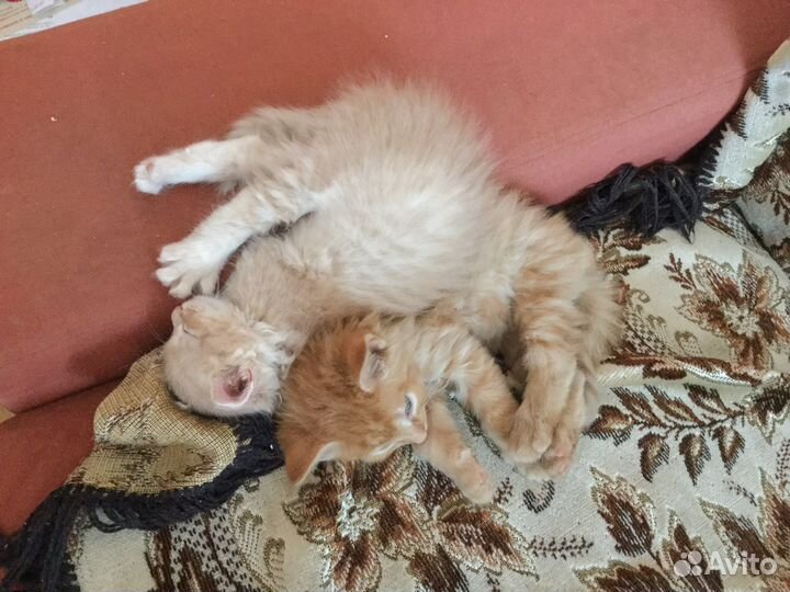 Котята