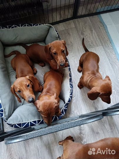 Такса стандартная гладкошерстная