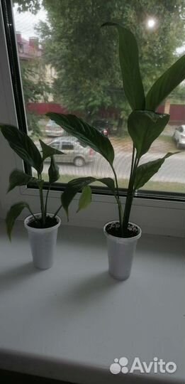 Спатифиллум