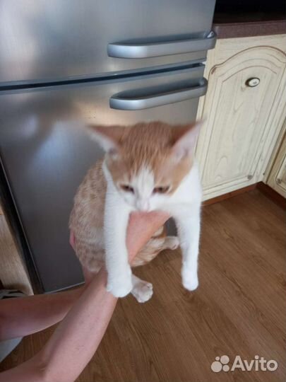 Котенок Персик ищет дом