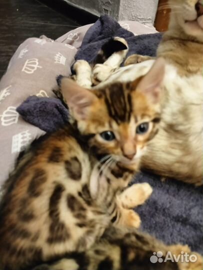 Бенгальские котята