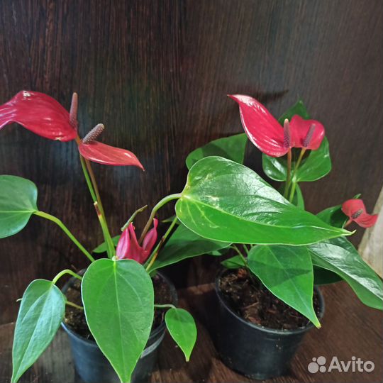 Антуриум мини