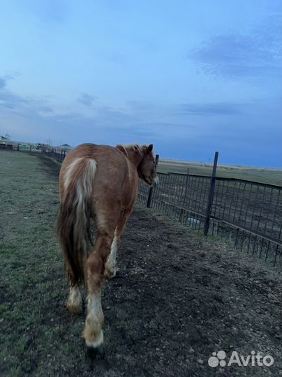 Жеребчик 1,5 г. Полутяж