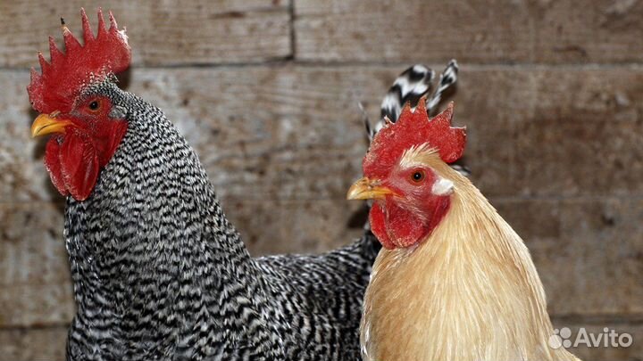 Молодые петушки