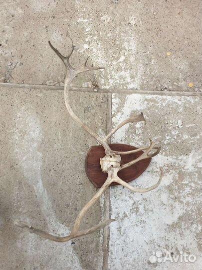 Рога оленя вешалка украшение