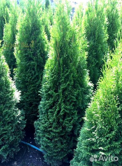 Туя Смарагд