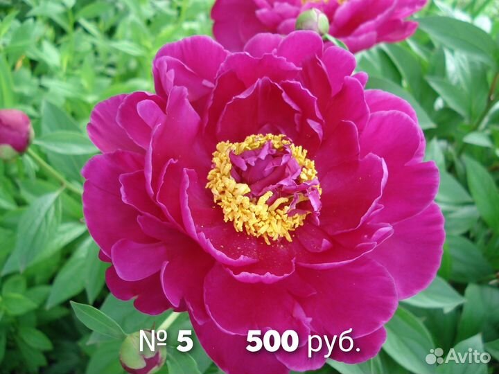 N9 пионы для сада