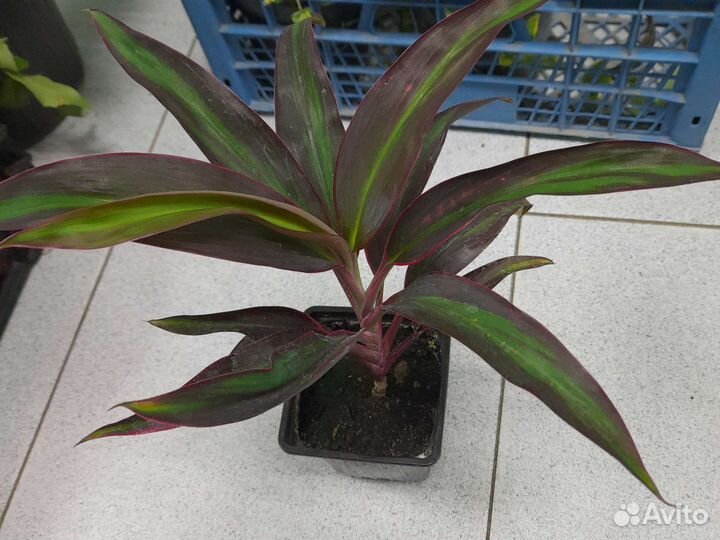 Кордилина верхушечная