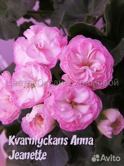 Пеларгония сортовая