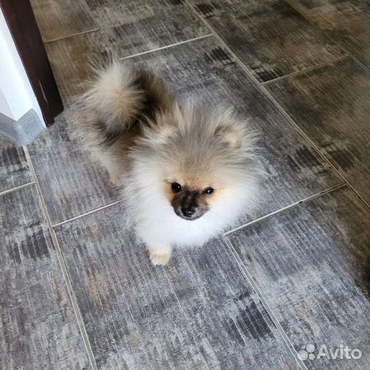 Померанский шпиц с документами