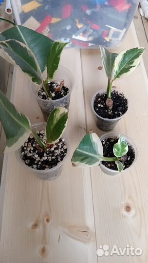 Фикусы/ обновлён