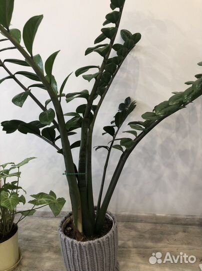 Замиокулькас, долларовое дерево