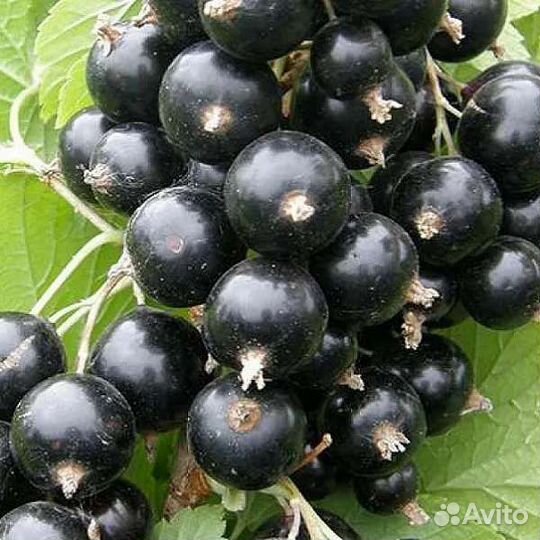 Черная смородина