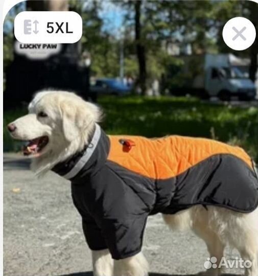 Одежда для собак средней и крупной