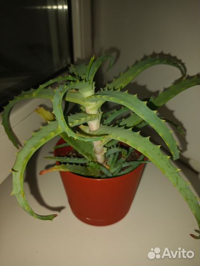 Алоэ лечебный