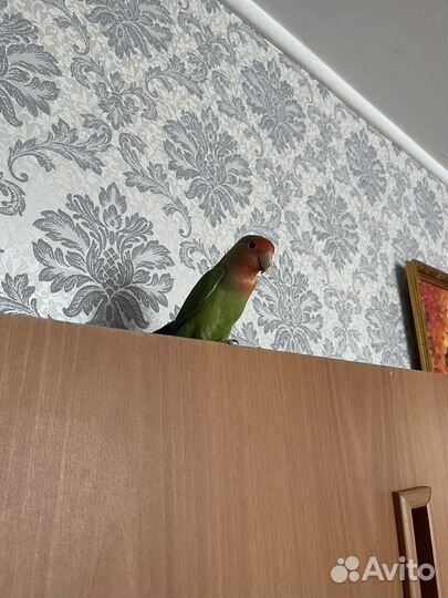 Попугай неразлучник с клеткой