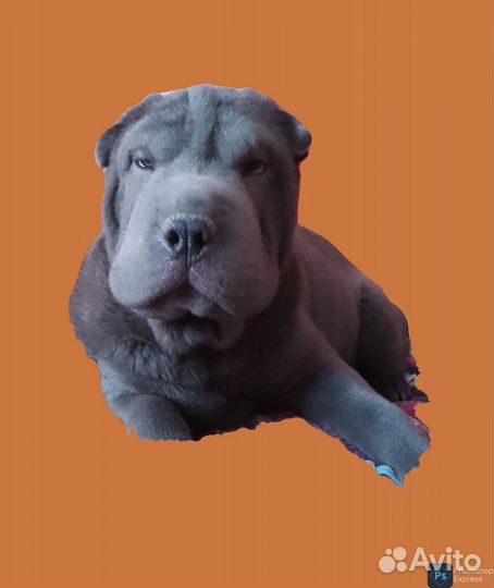 Голубой щенок