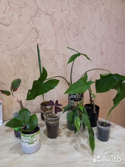 Комнатные цветы отростки