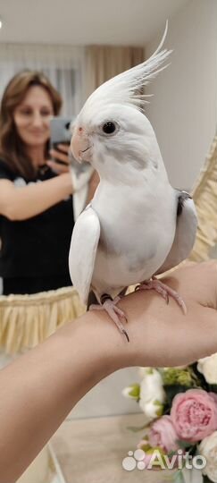 Попугай Корелла