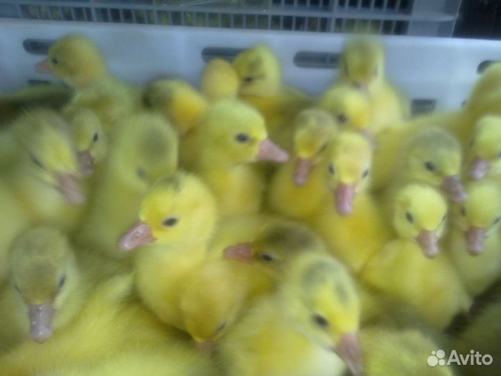 Домашняя птица в ассортименте