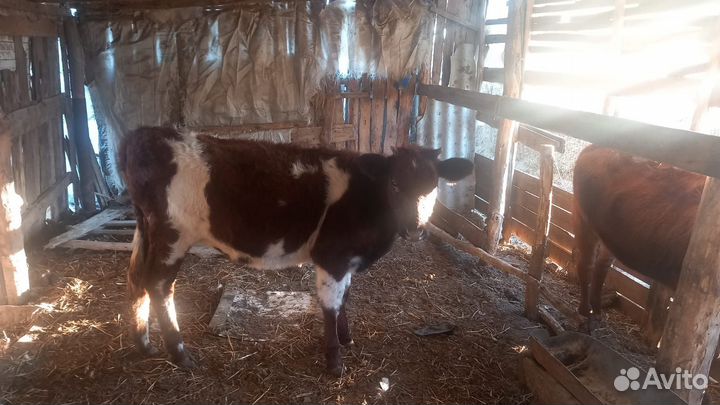 Корова дойная с теленком