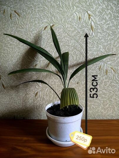 Комнатные растения цветы, разные